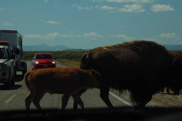 bison on the road